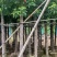 香樟截杆货4-20公分