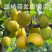 精品荷兰香蜜杏大果无酸纯甜
