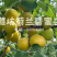 精品荷兰香蜜杏大果无酸纯甜