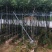 黄花风铃木2-10公分大量销售