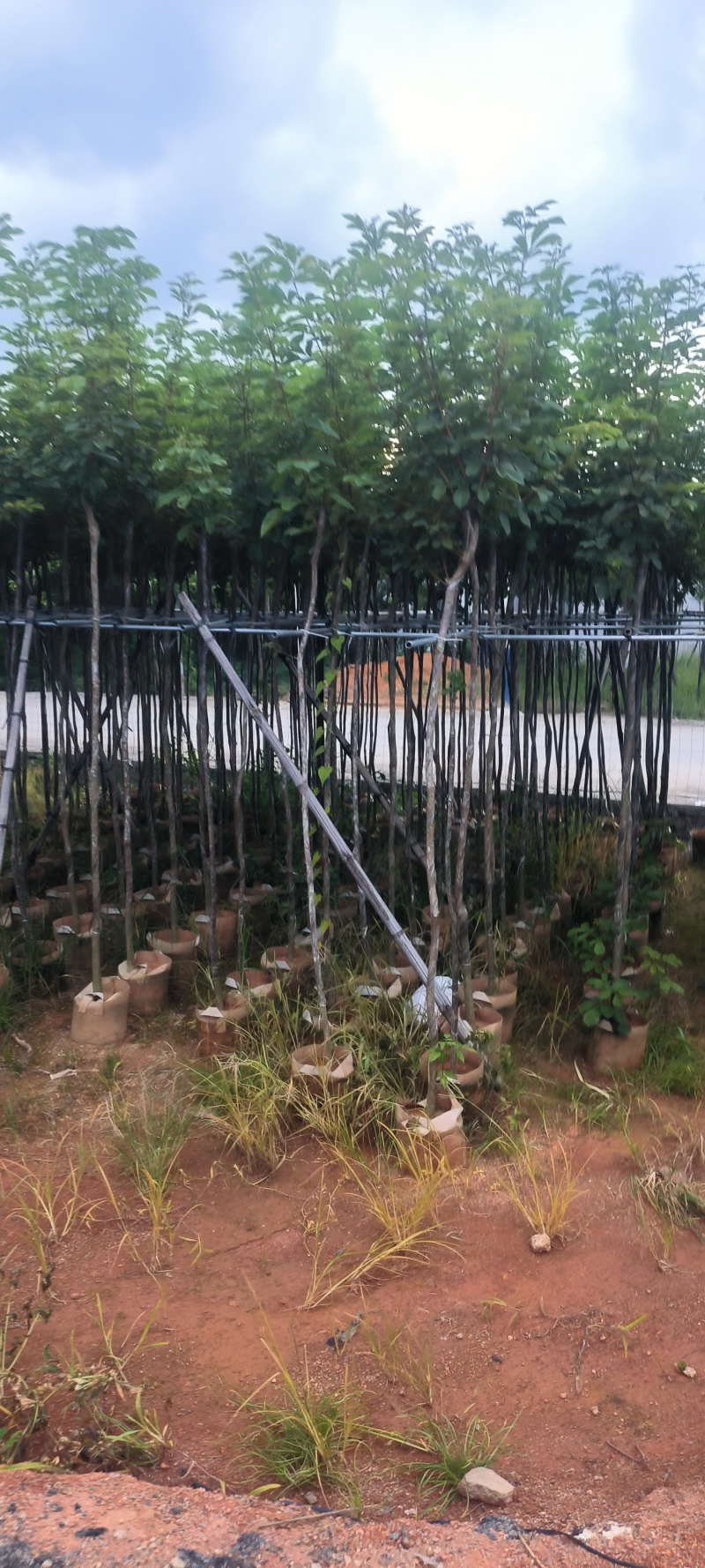 黄花风铃木2-10公分大量销售