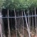 黄花风铃木2-10公分大量销售