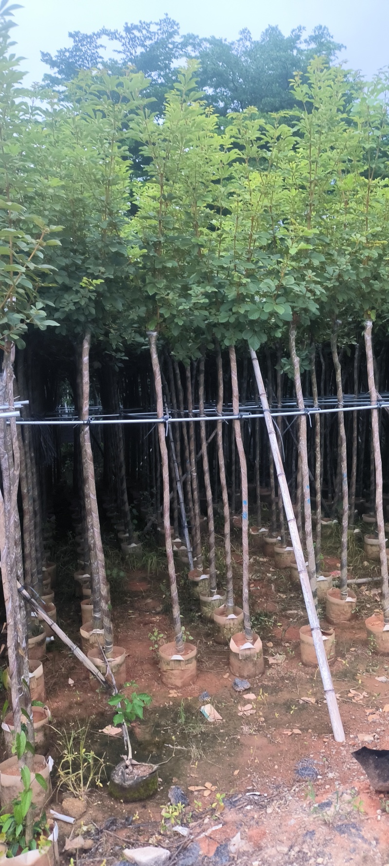 黄花风铃木2-10公分大量销售