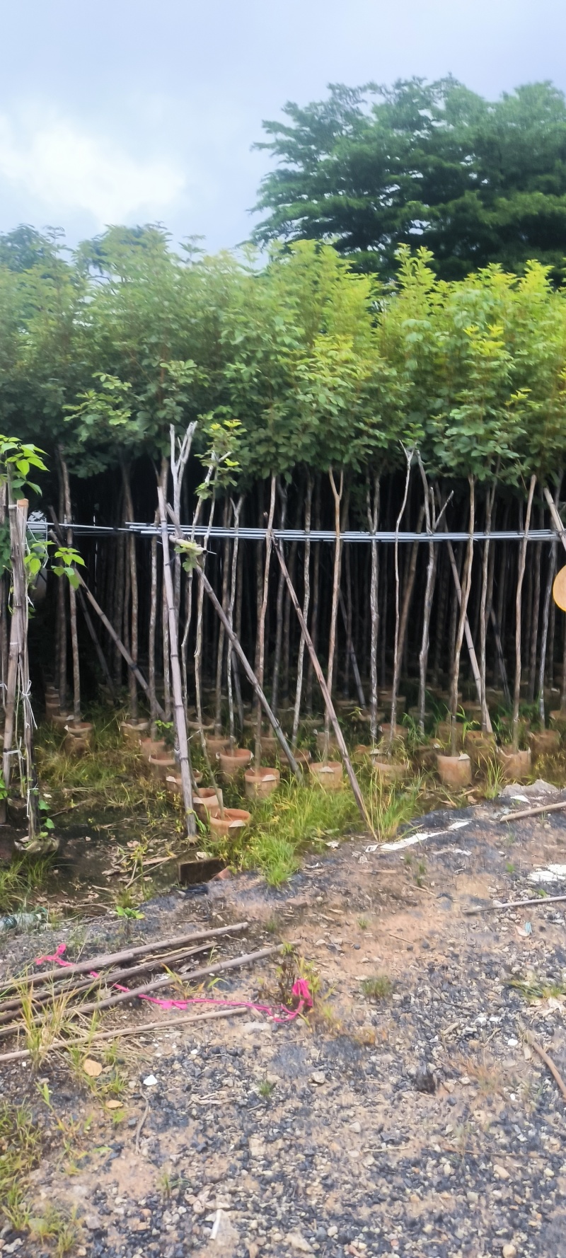 黄花风铃木2-10公分大量销售