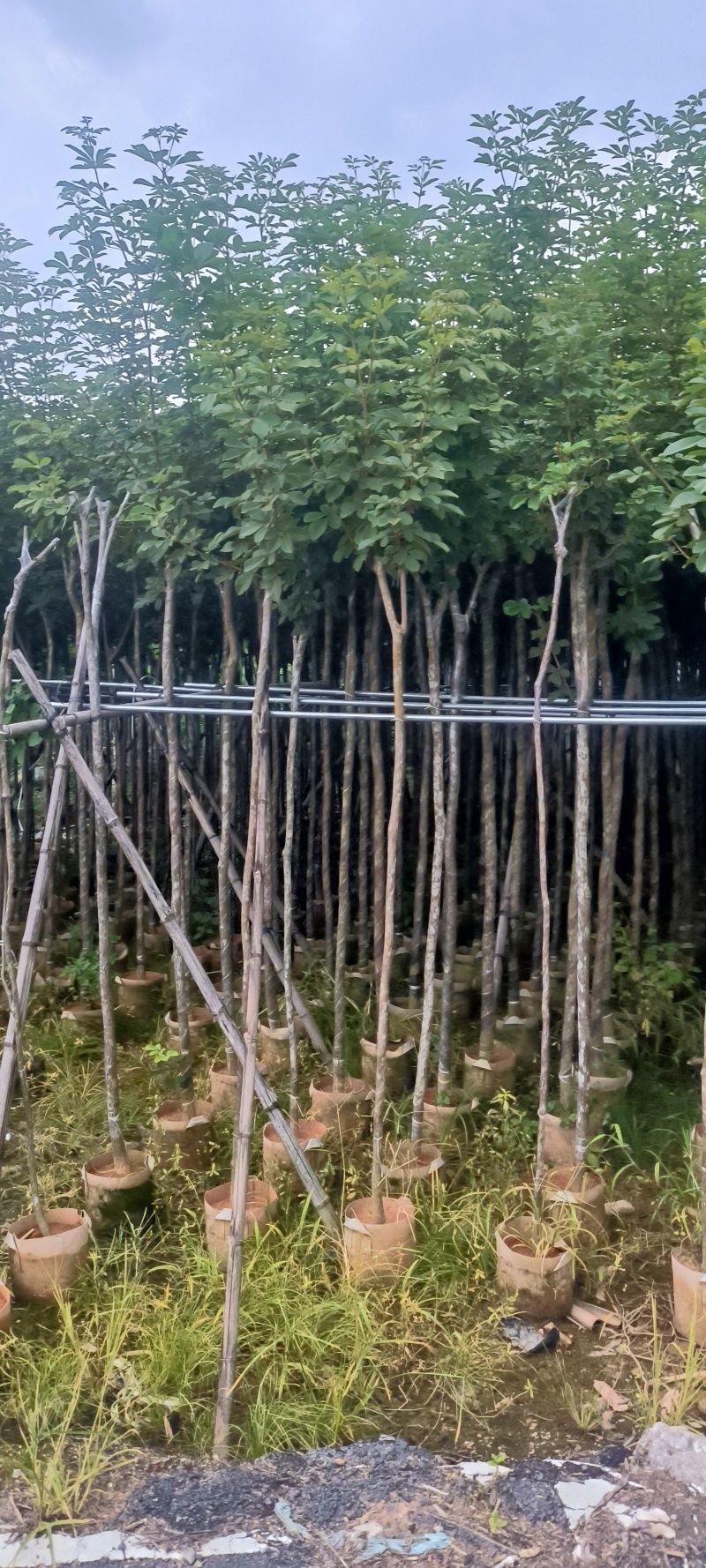 黄花风铃木2-10公分大量销售