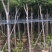 黄花风铃木2-10公分大量销售