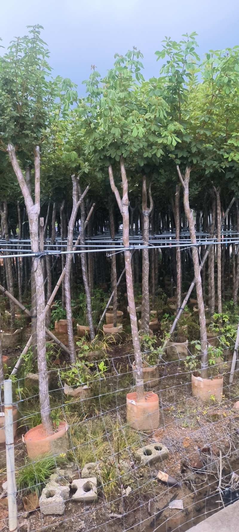 黄花风铃木2-10公分大量销售