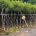 黄花风铃木2-10公分大量销售