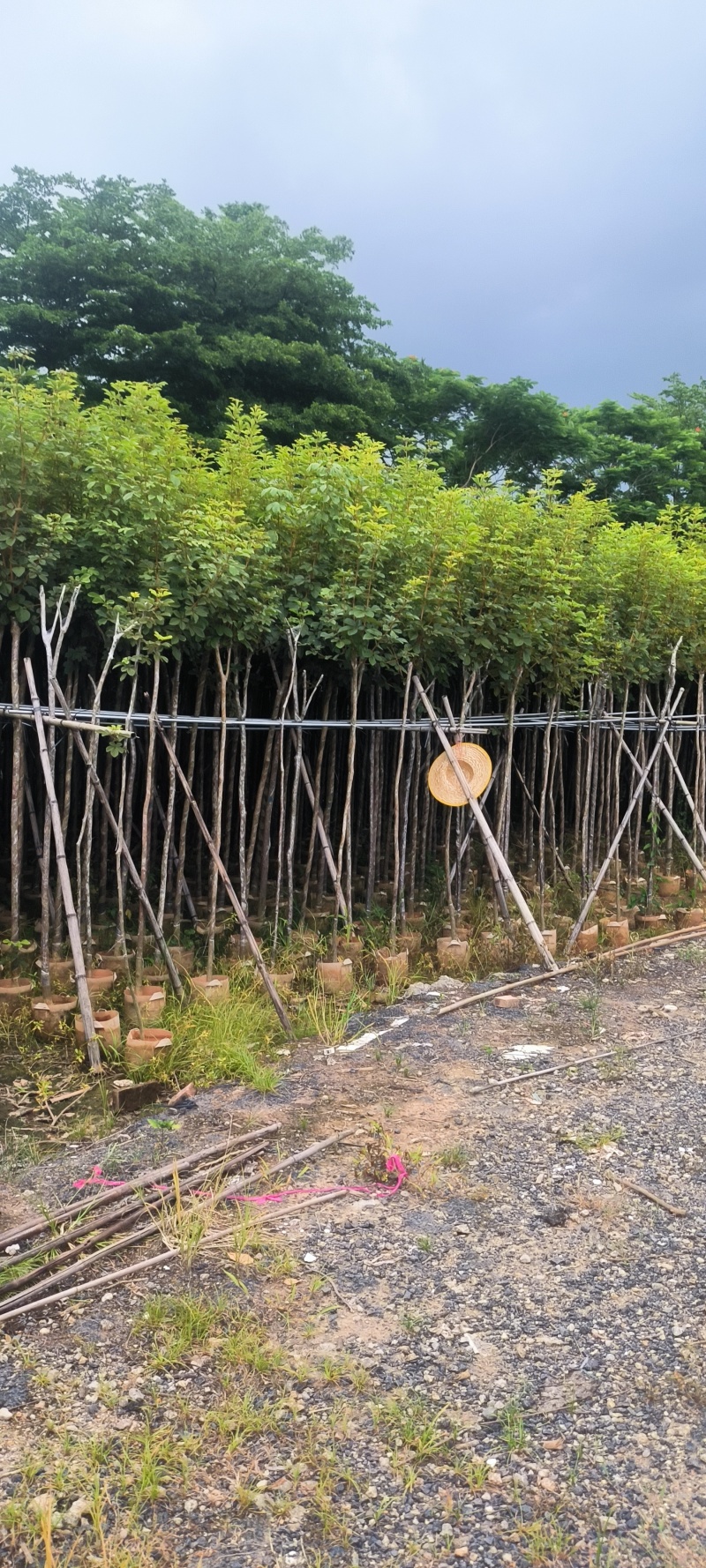黄花风铃木2-10公分大量销售