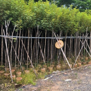 黄花风铃木2-10公分大量销售