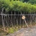 黄花风铃木2-10公分大量销售