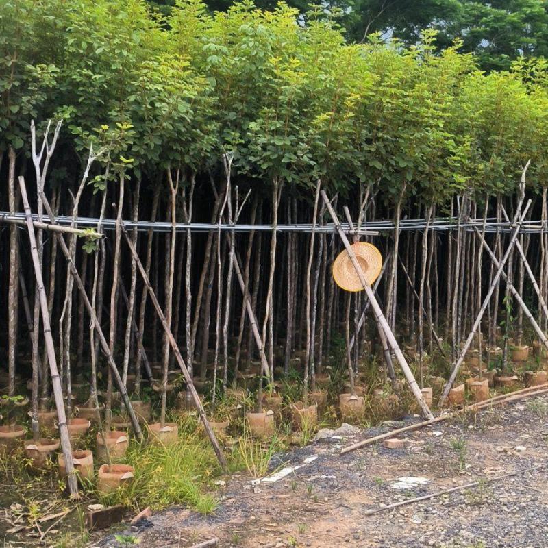黄花风铃木2-10公分大量销售