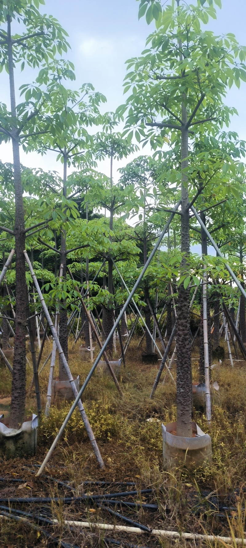 木棉4-12公分