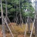 木棉4-12公分