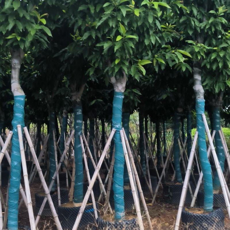 白玉兰12-24公分大量销售