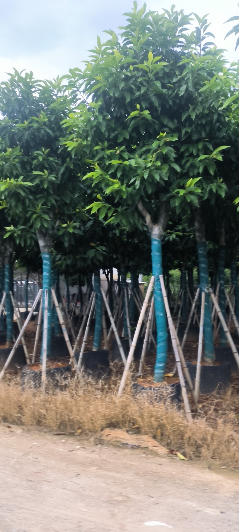白玉兰12-24公分大量销售