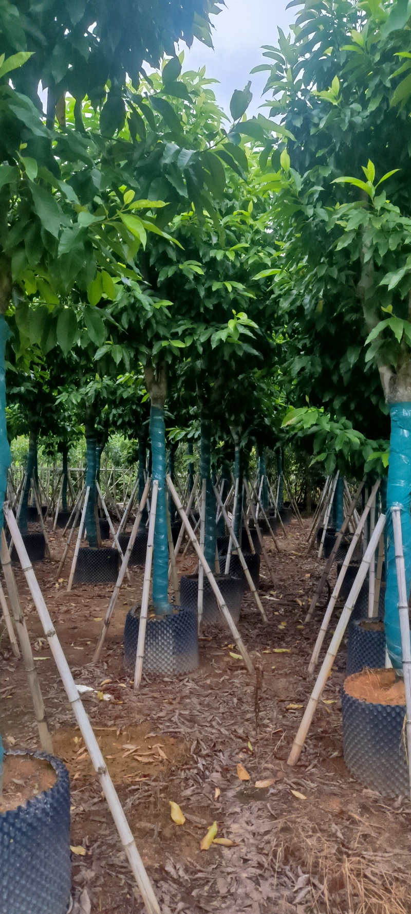 白玉兰12-24公分大量销售