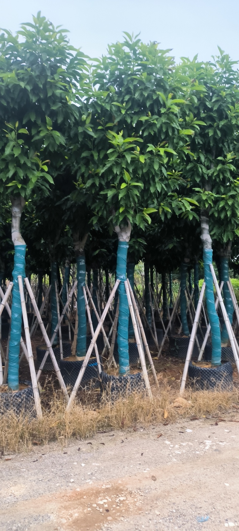 白玉兰12-24公分大量销售