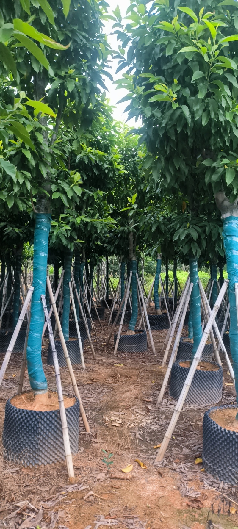 白玉兰12-24公分大量销售
