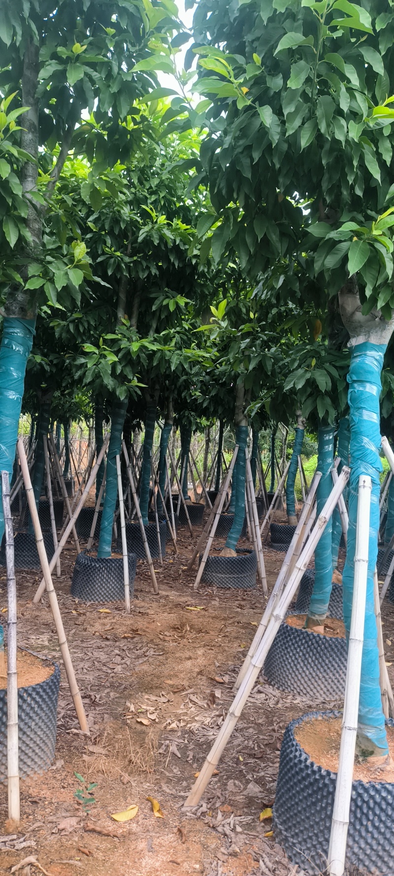 白玉兰12-24公分大量销售