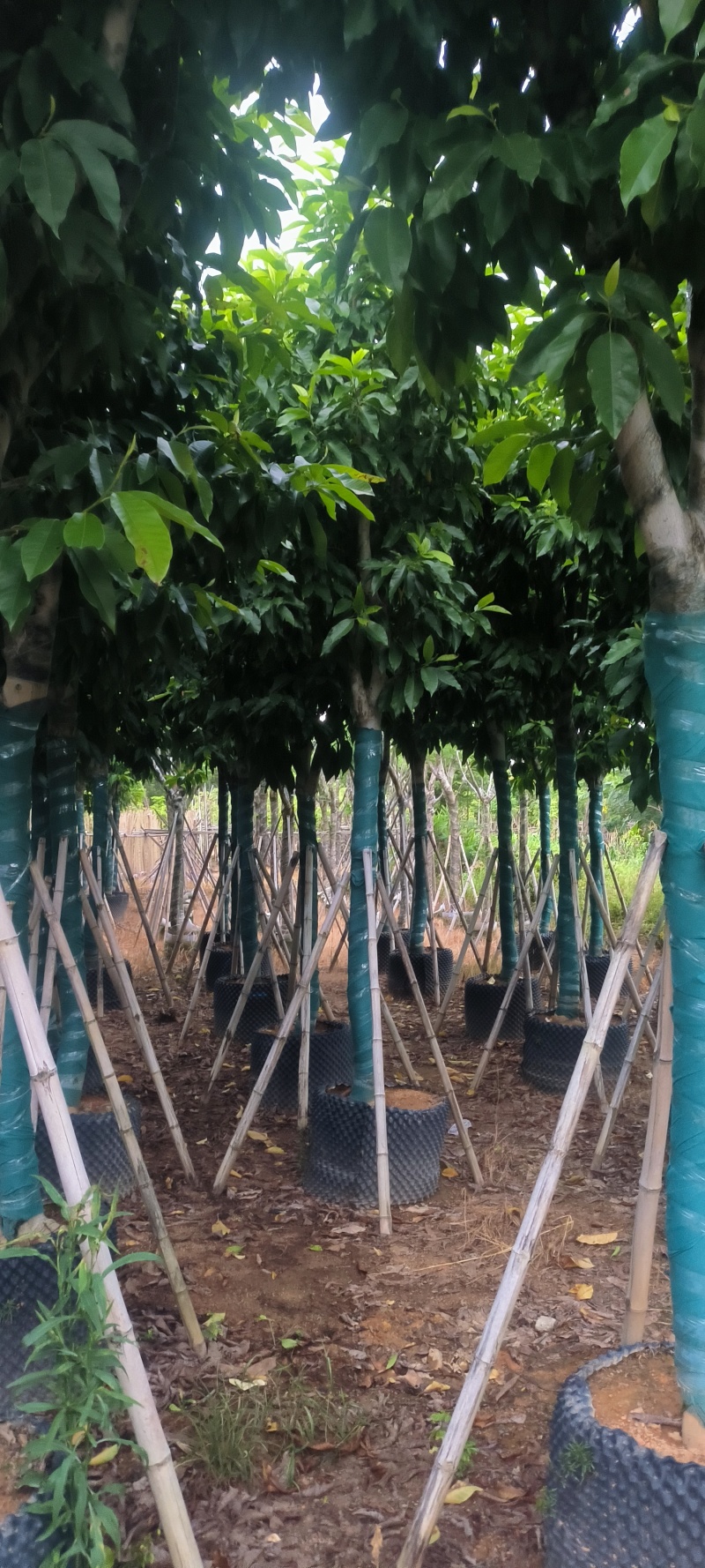 白玉兰12-24公分大量销售