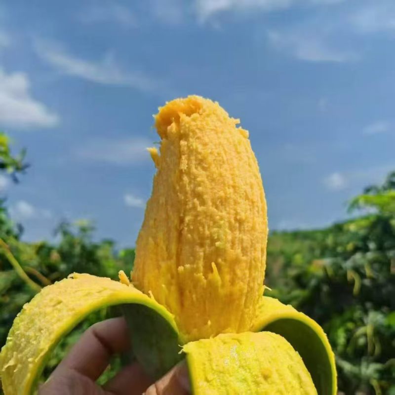 桂七芒，欢迎电商对接
