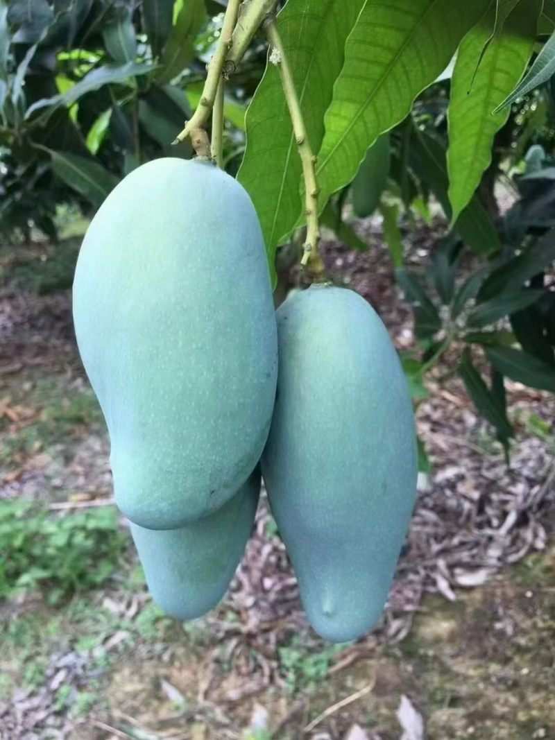 桂七芒，欢迎电商对接