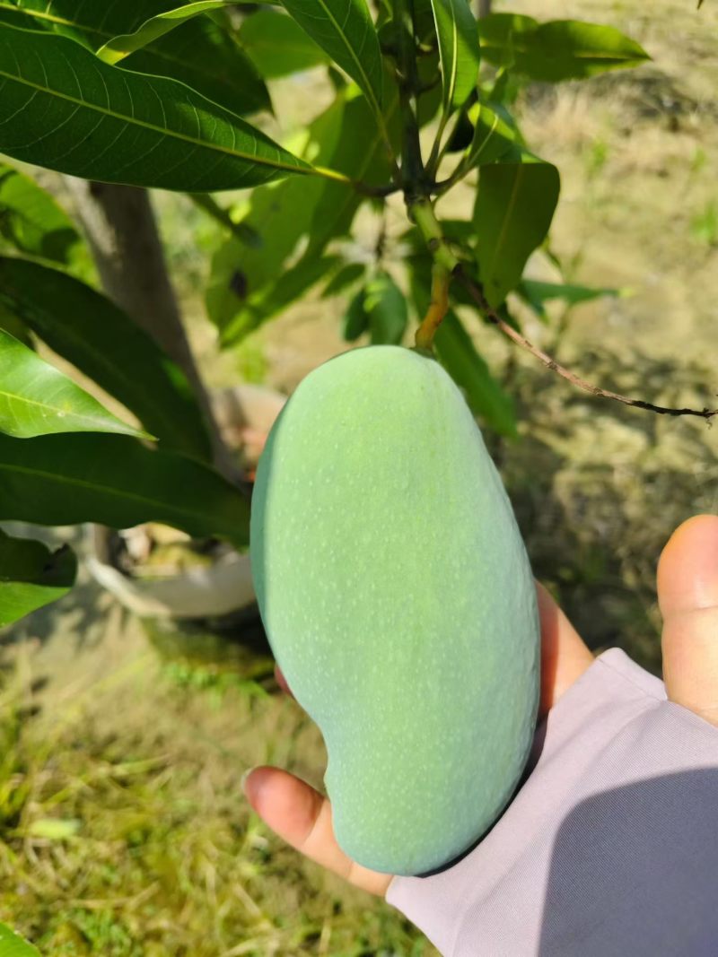 桂七芒，欢迎电商对接
