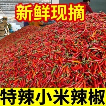 精品小米红尖椒质量好品质有保障适合电商超市市场需要的联系