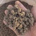 批发家种猫爪草中粒货，一手货源，诚信经营，感谢您的信任。