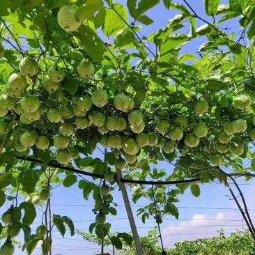 黄金百香果