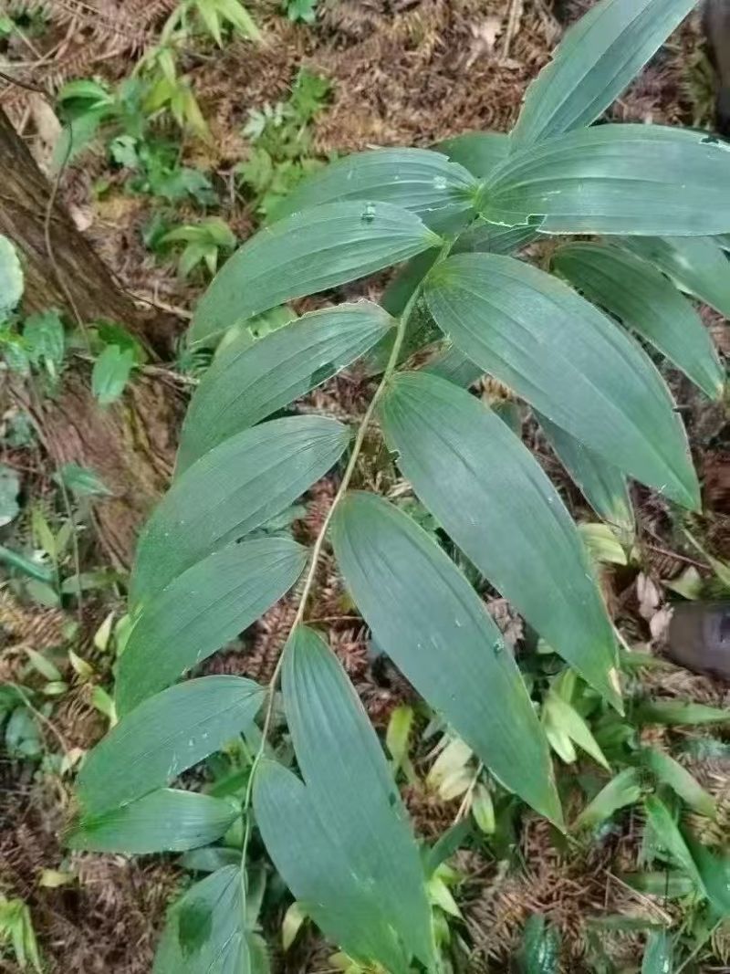 【黄精】野生黄精经过9蒸9晒欢迎联系