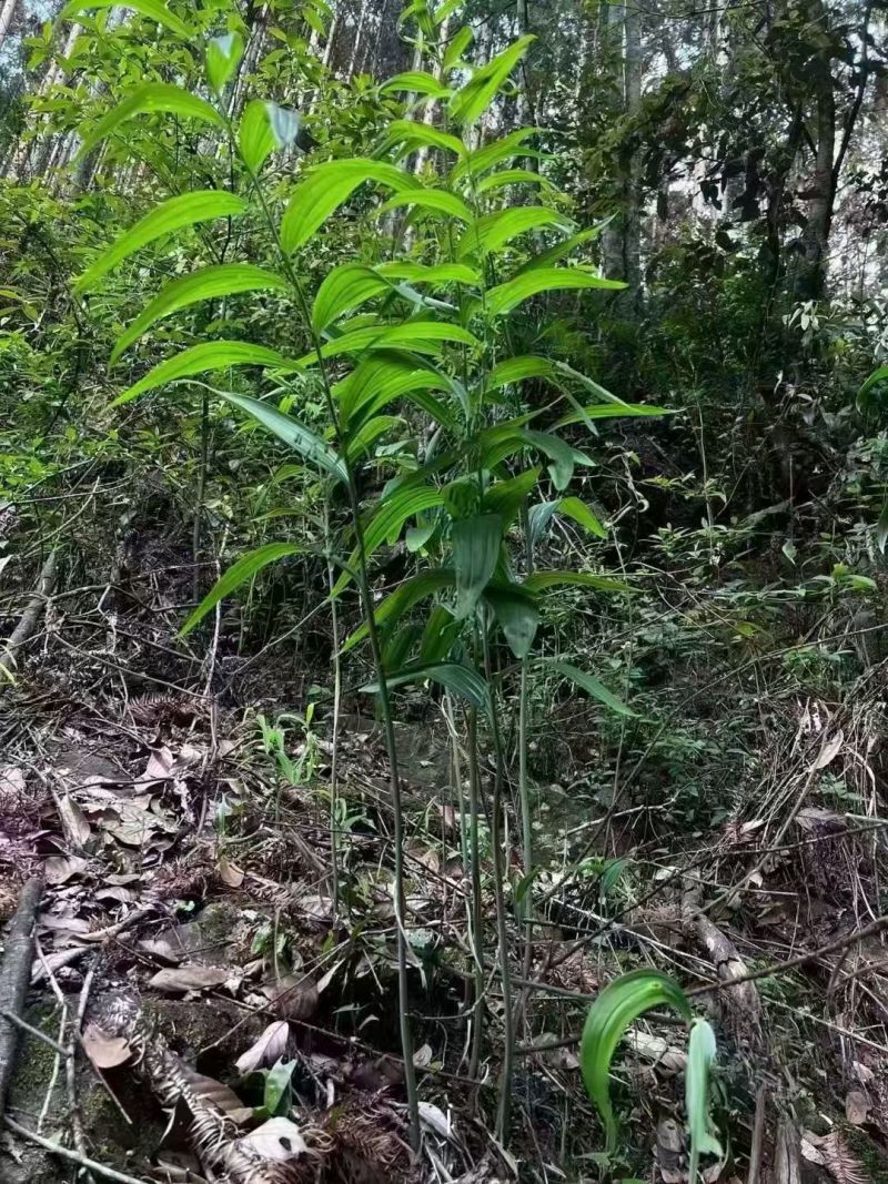 【黄精】野生黄精经过9蒸9晒欢迎联系