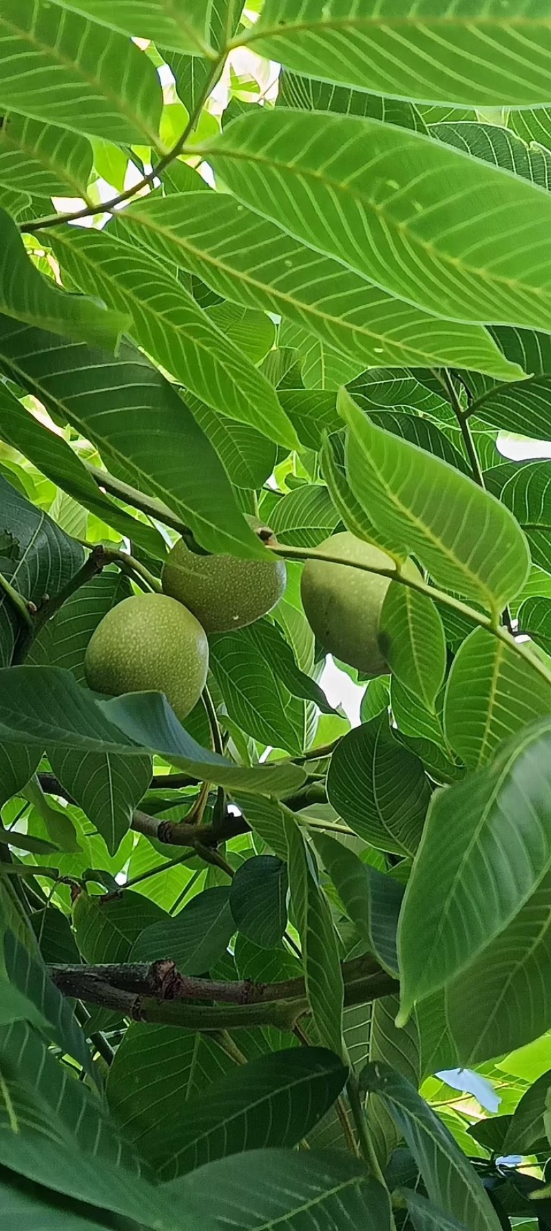 大凉山青皮核桃