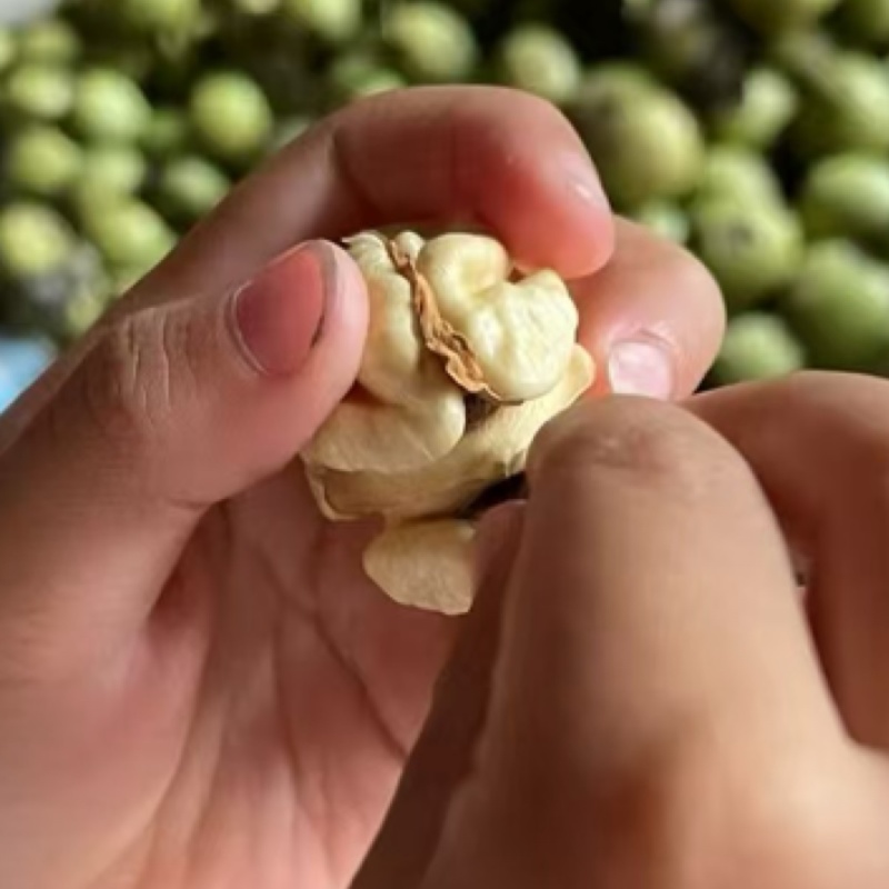 大凉山青皮核桃