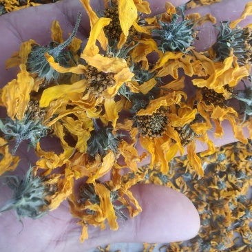 洋姜花