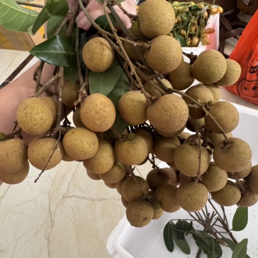 储粮龙眼，石硖龙眼