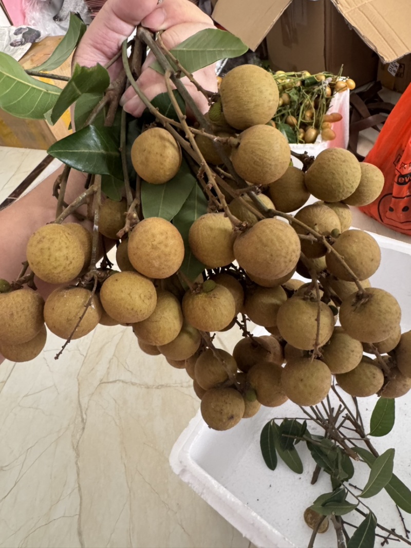 储粮龙眼，石硖龙眼
