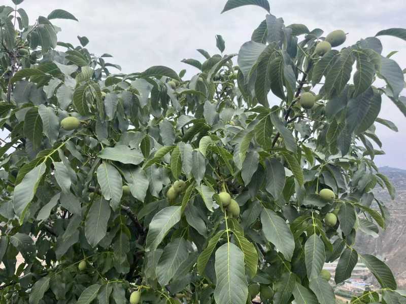 15年-20年成年盛果期大理漾濞核桃树，整树出售