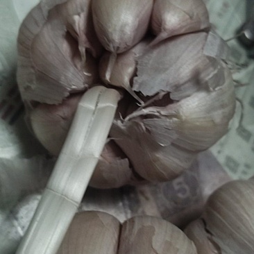 蒜种蒜黄料代发代存。代办