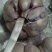 蒜种蒜黄料代发代存。代办