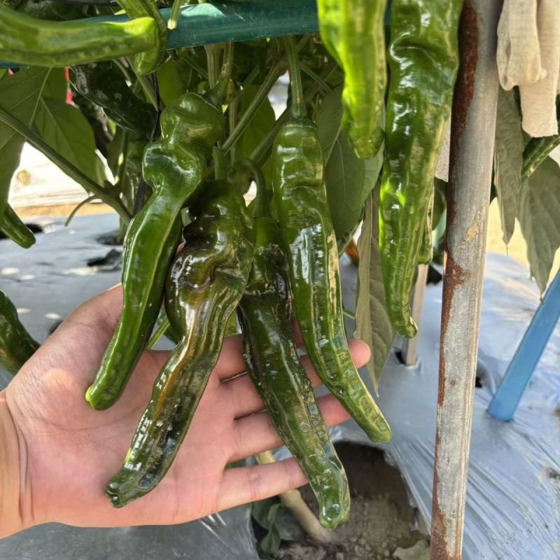 景田鸿大黑香辣F1辣椒种子大果黑亮皱皮椒高产薄皮香辣羊角