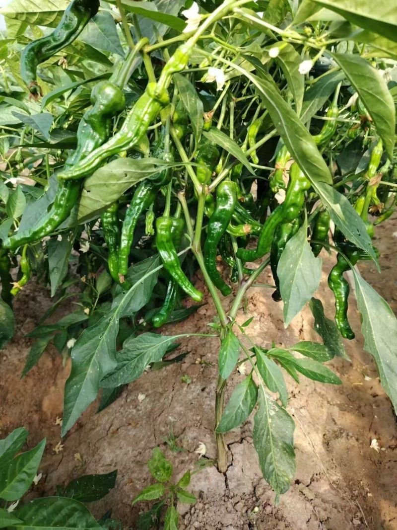 景田鸿大黑香辣F1辣椒种子大果黑亮皱皮椒高产薄皮香辣羊角