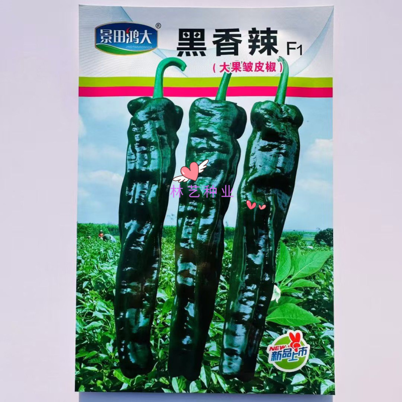 景田鸿大黑香辣F1辣椒种子大果黑亮皱皮椒高产薄皮香辣羊角