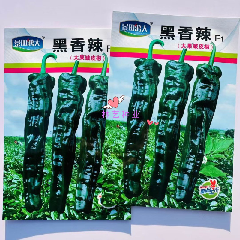 景田鸿大黑香辣F1辣椒种子大果黑亮皱皮椒高产薄皮香辣羊角