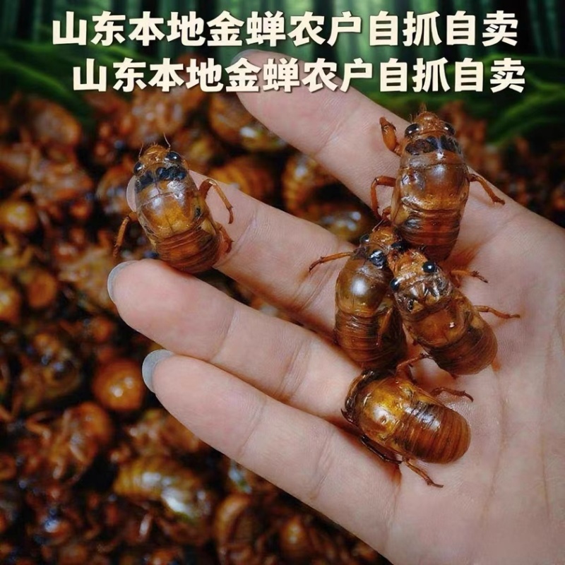 山东大金蝉，杜仲松蝉红蝉竹蝉对接社区团购，电商一件代发