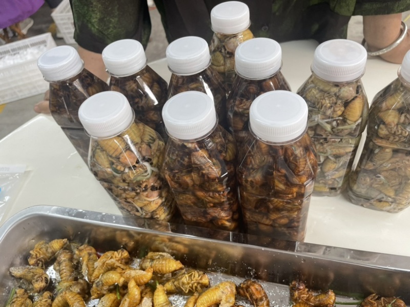 山东大金蝉，杜仲松蝉红蝉竹蝉对接社区团购，电商一件代发
