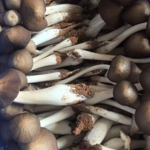 云南仿野生白皮露水鸡枞