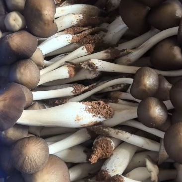 云南仿野生白皮露水鸡枞