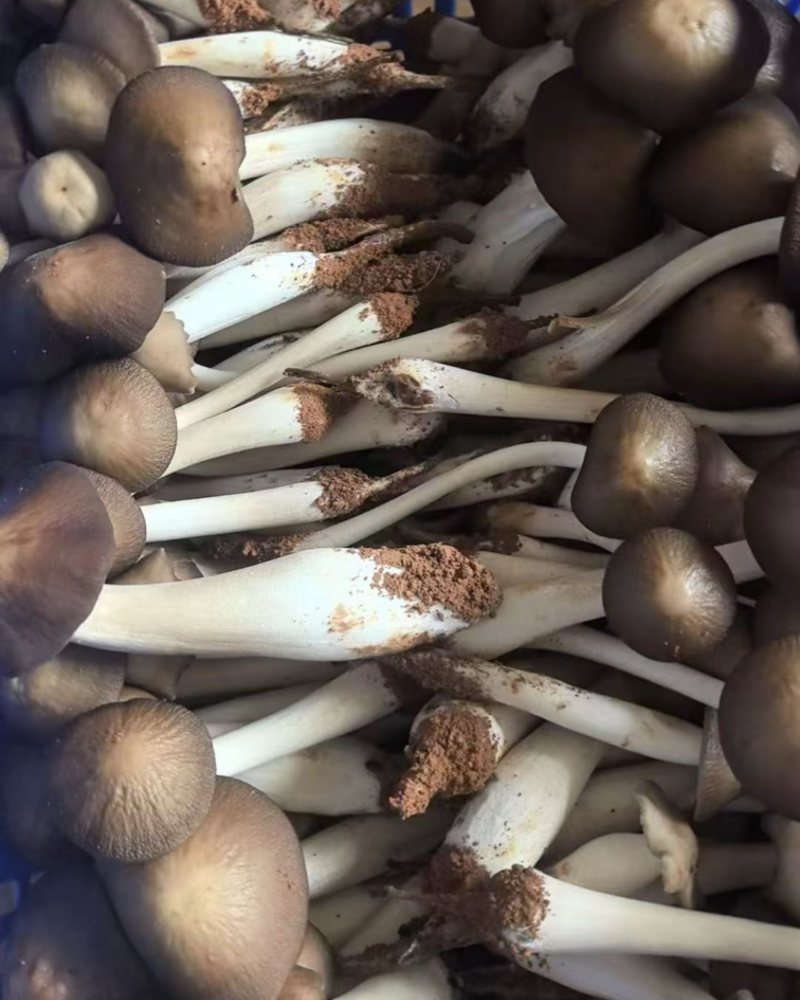 云南仿野生白皮露水鸡枞